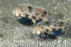 Pair of Twin Spot/Crab eye Gobies clearing out their hole... by Richard Smith 